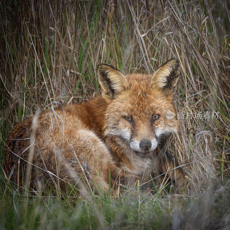 红狐(Vulpes Vulpes)